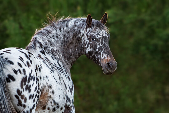 Portrait of appaloosa breed horse looking back