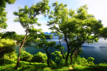 Fototapeta premium tropical greenery leaves abstract background jungle nature rainforest