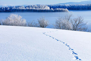 凍て付いた朝の丘（美瑛町）