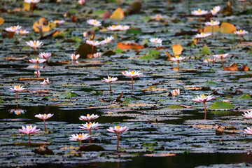wallpaper spring, blooming lotuses asia flower abstract background