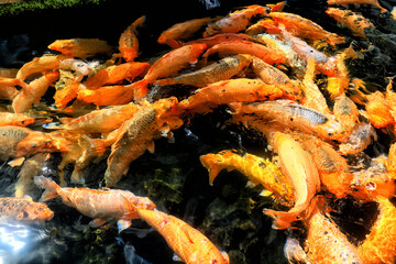 multicolored carp in black water asia background pond oriental nature