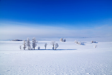 凍て付いた霧氷の丘（美瑛町）