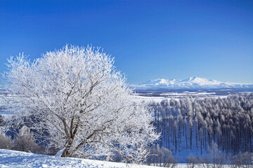 霧氷の朝と旭岳（美瑛町）