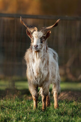 Girgentana breed goat. Farm animals.