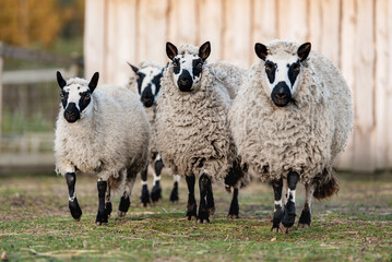 Flock of Kerry hill sheeps