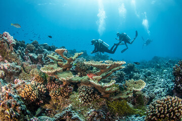 Fototapeta premium Coral reef, French Polynesia