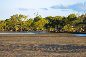 Beautiful unique Nudgee beach covered with mangrove forest flooded at high tide. Landscape of...