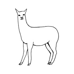 Abstract, minimalistic sketch of a llama. Line drawing, line art. Vector illustration