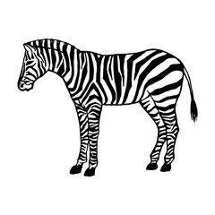 Abstract, minimalistic sketch of a zebra with simple lines. Line drawing, line art. Vector illustration