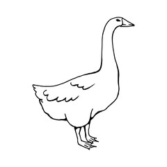 Silhouette of a goose in profile.Line drawing. Vector illustration