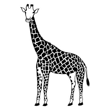 Abstract, minimalistic sketch of a giraffe with simple lines. Ideal design for the cover of a book or magazine about animals. Line drawing, line art. Vector illustration