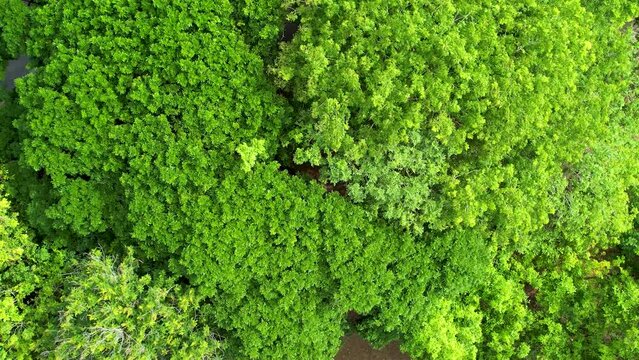 Drone fly over waving summer green trees in a long greenery forest.