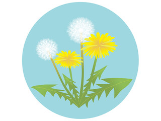 黄色と白のたんぽぽイラスト