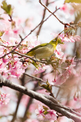 満開の河津桜の蜜を吸いにきたメジロ