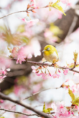 満開の河津桜の蜜を吸いにきたメジロ