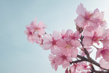 春の青空に映えるピンクの河津桜
