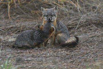 Island Fox Love