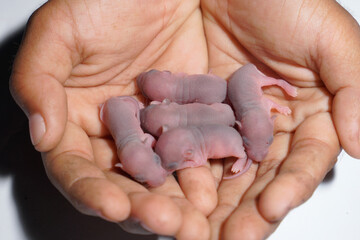 Five baby mice in the palm of a hand