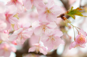 満開の桜の花　白背景　河津桜　日本の春
