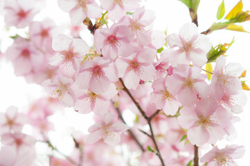 満開の桜の花　白背景　河津桜　日本の春