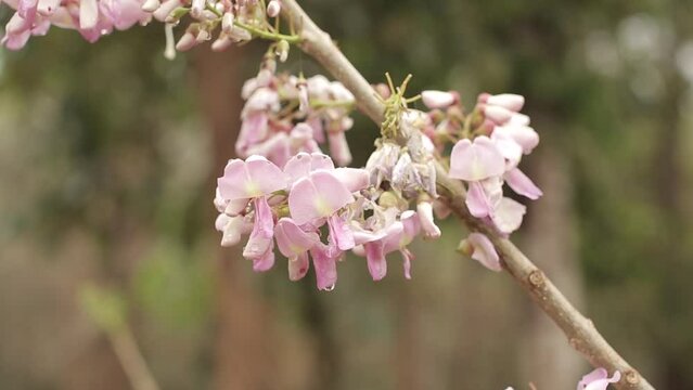 Gliricidia flower with tropical forest background