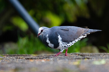 Fototapeta premium Beautiful unique rare wonga pigeon (Leucosarcia melanoleuca) feeding on ground, spotted in Lamington National Park (O'Reilly's Rainforest Retreat) in Queensland, Australia