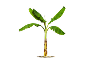 Fototapeta na wymiar Green banana tree isolated on transparent background with clipping path, tree with clipping path and alpha channel. are Forest and foliage in summer for both.