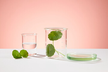Front view of fresh gotu kola leaves and essence decorated on beaker and petri dish on pink background. Minimal concept for cosmetic of gotu kola extract, natural origin.