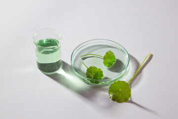 Minimal background for advertising of cosmetic product of gotu kola extract with gotu kola leaves decorated and essence on beaker, petri dish on white background. Concept for natural beauty skincare