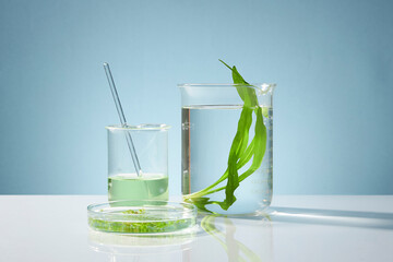 Front view of seaweed leaves and essence on beaker and petri dish on blue background. Seaweed has...