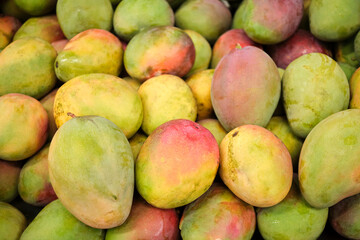 Tropical fruit background, ripe and unripe mangoes filling the frame.