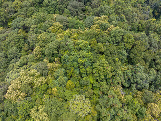 Naklejka premium Tropical forests can absorb large amounts of carbon dioxide from the atmosphere.