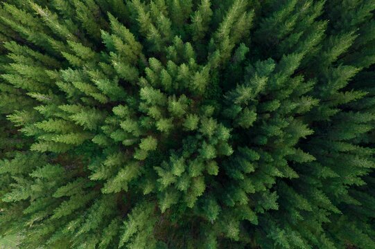 Top down aerial view of pine plantation