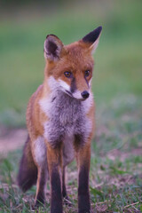 Young fox out hunting