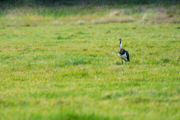 Ibis in field 