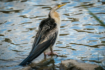 Australian dart sitting on the rocks