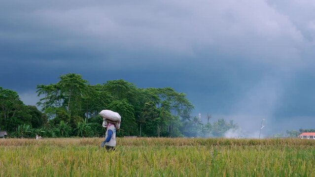 Asian woman carries bag with fresh harvested rice 