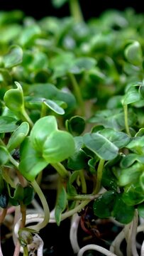 Microgreen radish young sprouts for healthy eating