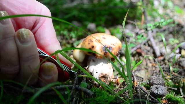 We cut off mushrooms in the wood. Mushroom Russula.