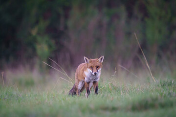 Naklejka premium Female fox out hunting 
