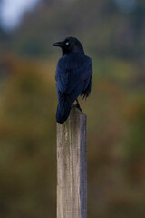 Crow on post 