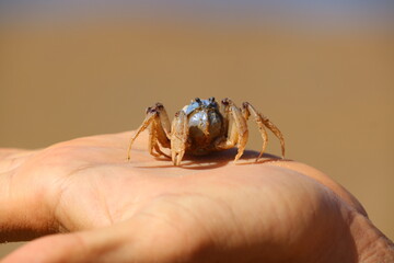 blue soldier crab 