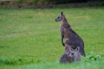 kangaroo in the wild