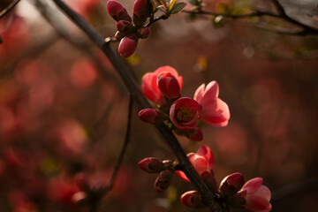 flowers in the garden