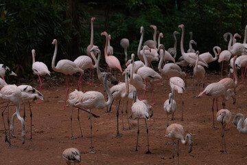 Flock of Pink Caribbean flamingos in a pond in Jurong Bird Park Singapore