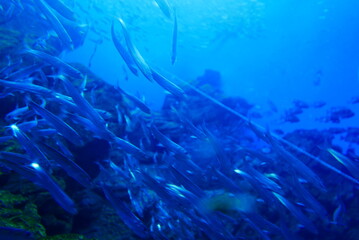 Scuba Diving with Finless porpoise dolphin at Sendai aquarium, Miyagi JAPAN