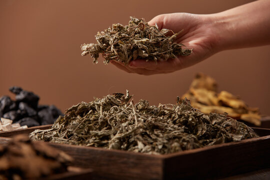 Female hand holding a handful of dried wormwood in brown background with traditional medicines. Wormwood has effect of regulating menstruation, treating colds and coughs, pregnancy, acne treatment.