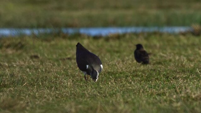 Northern Lapwing forages in grassland, pulls out and eats earthworm