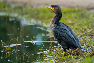 Young Australian dart