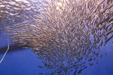 Scuba Diving with Finless porpoise dolphin at Sendai aquarium, Miyagi JAPAN